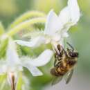 Borretsch, weissblühend, Gurkenkraut - Borago...