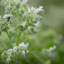 Borretsch, weissblühend, Gurkenkraut - Borago...