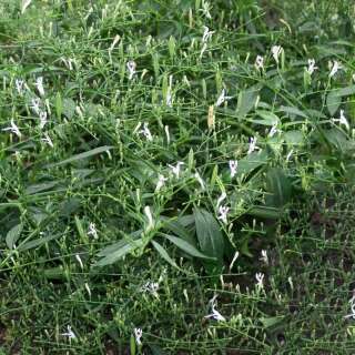 Kalmegh - Andrographis paniculata - BIOSAMEN