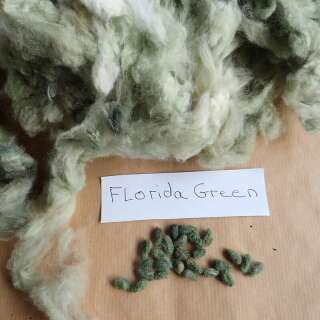 Baumwolle Florida Green - Gossypium sp.- BIOSAMEN