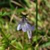 Lobelie - Lobelia inflata - BIOSAMEN