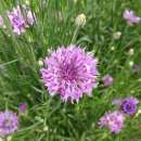 Kornblume Mauve Ball - Centaurea cyanus - BIOSAMEN