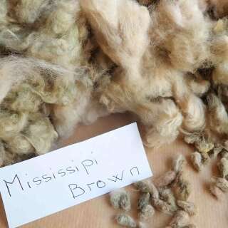 Baumwolle Mississippi Brown - Gossypium sp.- BIOSAMEN