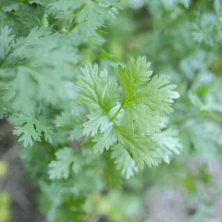 Koriander Rak Tamachat - Coriandrum sativum - BIOSAMEN