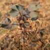 Baumwolle Red Foliated - Gossypium sp.- BIOSAMEN