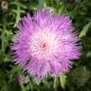 Kornblume Sweet Sultan Mischung - Centaurea cyanus -...