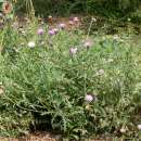Kornblume Sweet Sultan Mischung - Centaurea cyanus -...