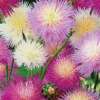 Kornblume Sweet Sultan Mischung - Centaurea cyanus - BIOSAMEN