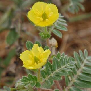 Erd-Burzeldorn - Tribulus terrestris - BIOSAMEN