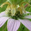 Punktierte Indianernessel, Pferdeminze - Monarda punctata...