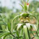 Punktierte Indianernessel, Pferdeminze - Monarda punctata...