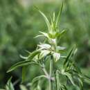 Punktierte Indianernessel, Pferdeminze - Monarda punctata - BIOSAMEN