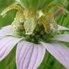 Punktierte Indianernessel, Pferdeminze - Monarda punctata - BIOSAMEN