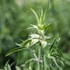 Punktierte Indianernessel, Pferdeminze - Monarda punctata - BIOSAMEN