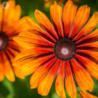 Sonnenhut Cappuccino - Rudbeckia hirta - BIOSAMEN