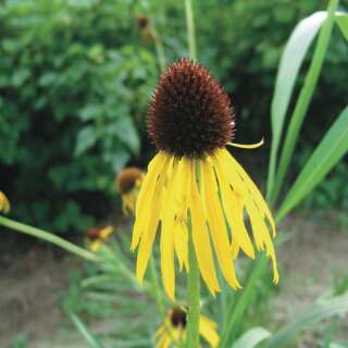 Sonnenhut, gelber - Echinacea paradoxa - BIOSAMEN