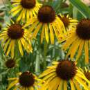 Sonnenhut, gelber - Echinacea paradoxa - BIOSAMEN