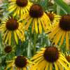 Sonnenhut, gelber - Echinacea paradoxa - BIOSAMEN