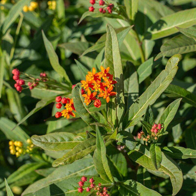 Seidenpflanze, Indianer-Seidenpflanze Silky Red - Asclepias curassavica - BIOSAMEN