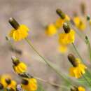 Präriesonnenhut Yellow Prairie - Ratibida columnifera - BIOSAMEN