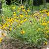 Präriesonnenhut Yellow Prairie - Ratibida columnifera - BIOSAMEN