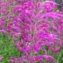 Agastache, Duftnessel - Agastache cana - BIOSAMEN