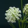 Seidenpflanze, Quirlblättrige Seidenpflanze - Asclepias verticillata - BIOSAMEN
