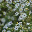 Frost-Aster - Aster pilosus - BIOSAMEN