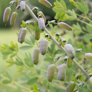 Falscher weisser Indigo - Baptisia alba - BIOSAMEN