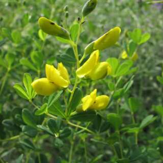 Falscher gelber Indigo - Baptisia tinctoria - BIOSAMEN