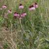 Sonnenhut, schmalblättriger - Echinacea angustifolia - BIOSAMEN