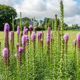 Prachtscharte - Liatris spicata - BIOSAMEN