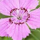 Nelke, chinesische Siberian Blues - Dianthus chinensis - BIOSAMEN