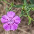 Nelke, chinesische Siberian Blues - Dianthus chinensis -...