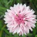 Kornblume, rosa - Centaurea cyanus - BIOSAMEN