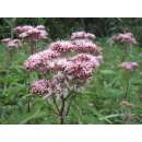 Wasserdost - Eupatorium maculatum - BIOSAMEN