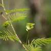 Präriemimose, Illinois Bundleflower - Desmanthus illinoensis - BIOSAMEN