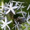 Amsonien - Amsonia illustris - BIOSAMEN