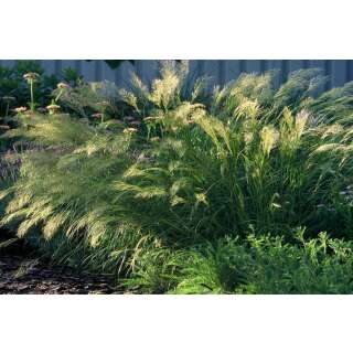 Ziergras, Kamelhaar-Gras / Silber-Ährengras - Stipa...