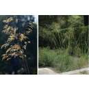 Ziergras, Riesen-Federgras / Pyrenäen-Federgras - Stipa gigantea - Samen