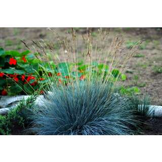 Ziergras, Blauschwingel-Gras - Festuca glauca - Samen