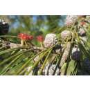 Känguruhbaum - Casuarina equisetifolia - Samen