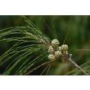 Känguruhbaum - Casuarina equisetifolia - Samen