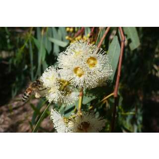 Roter Fluss-Eukalyptus - Eucalyptus camaldulensis - Samen