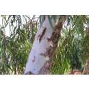 Roter Fluss-Eukalyptus - Eucalyptus camaldulensis - Samen