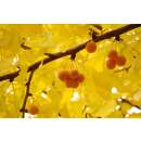 Ginkgo - Ginkgo biloba - Samen