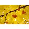 Ginkgo - Ginkgo biloba - Samen