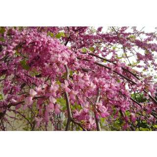 Liebesbaum / Herzbaum - Cercis siliquastrum - Samen