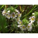 Augentrost - Euphrasia officinalis - Samen