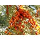 Sanddorn - Hippophae rhamnoides - Samen